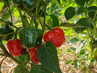 chili base