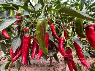 chili base